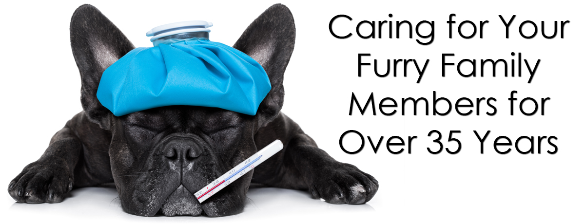 Caring for Your Furry Family Members for Over 35 Years