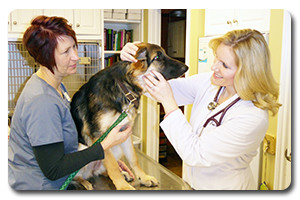 Medical Services at Companion Animal Clinic in Tecumseh MI