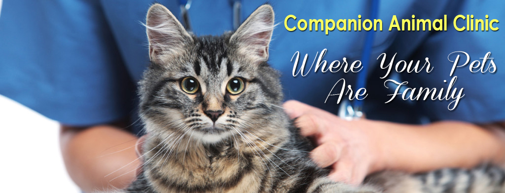 Companion Animal Clinic Where Your Pets Are Family