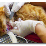 Veterinary Dentistry Services at Companion Animal Clinic in Tecumseh Michigan