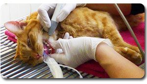 Veterinary Dentistry Services at Companion Animal Clinic in Tecumseh Michigan